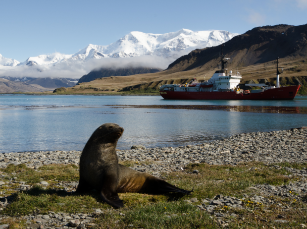 Seal on the shoreline in South Georgia.