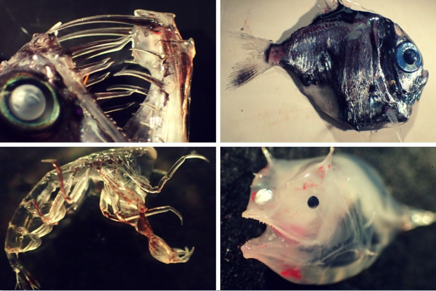 Images of unusual animals found around St Helena.