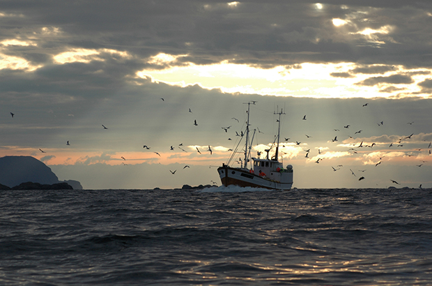 Seagulls following a trawler as the sun rises above the sea.