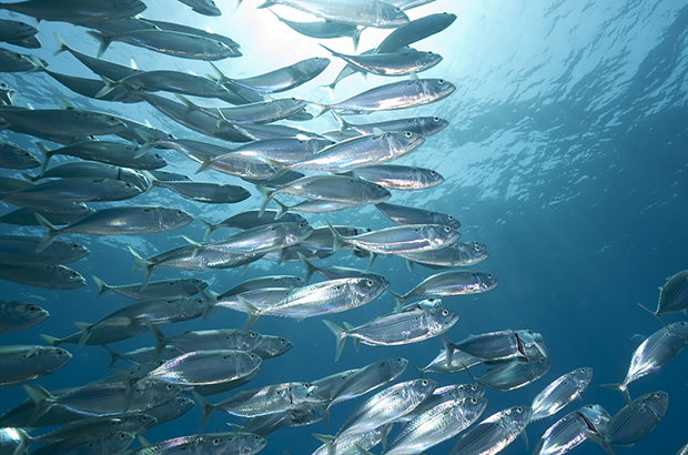 A shoal of mackerel swimming beneath the ocean.