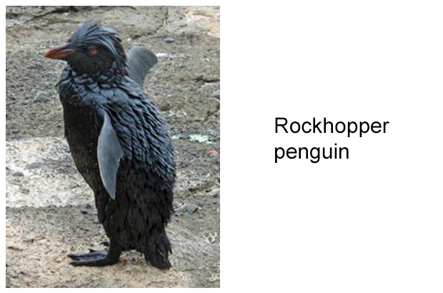 Rockhopper penguin