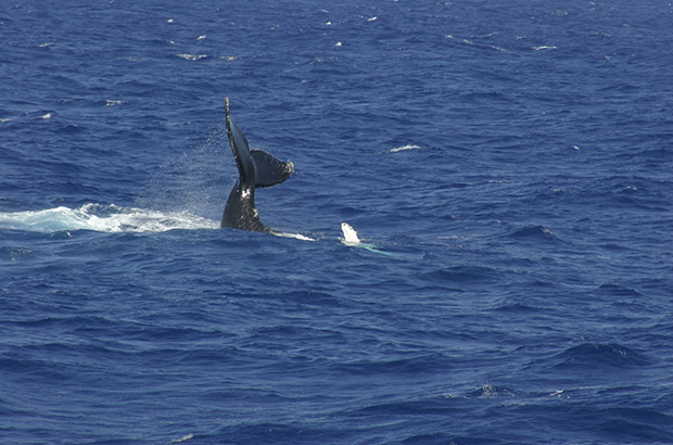humpback whale