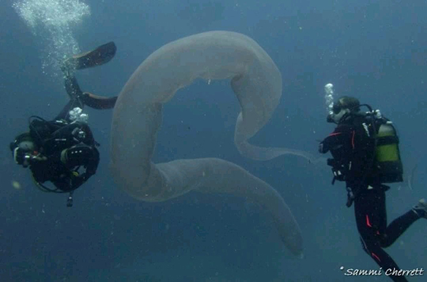 Alison on dive