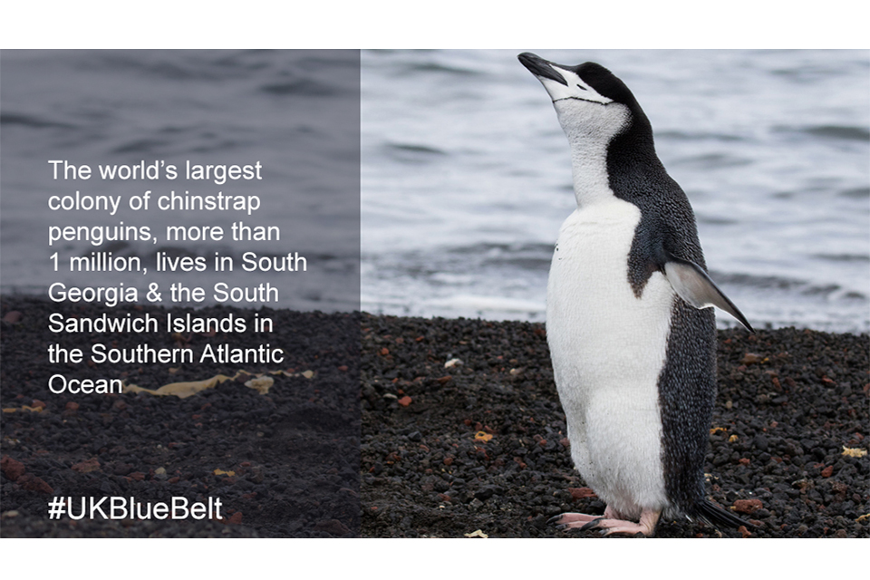 Blue belt facts