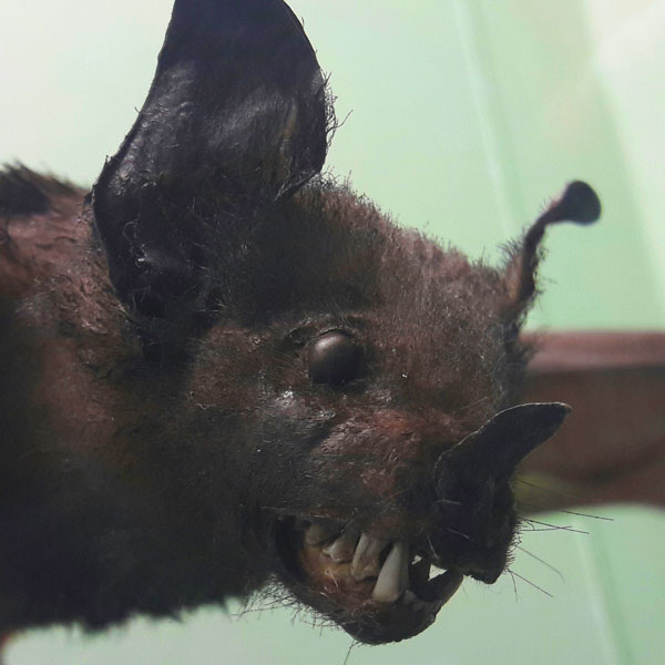 Close up of a taxidermy bat