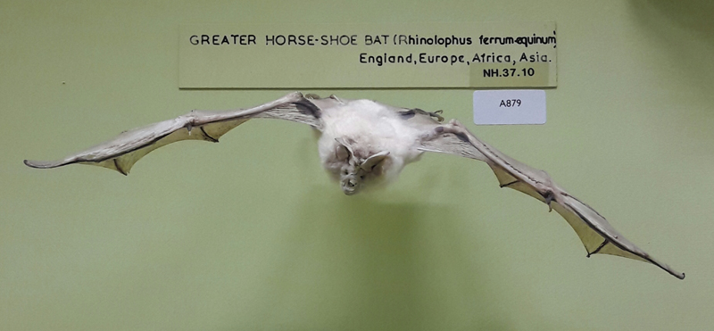 Greater horseshoe bat
