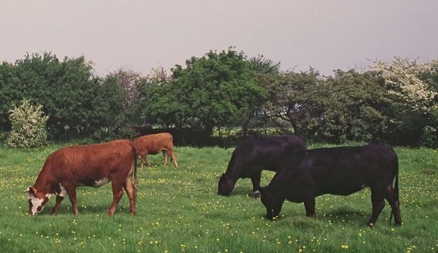 Cows