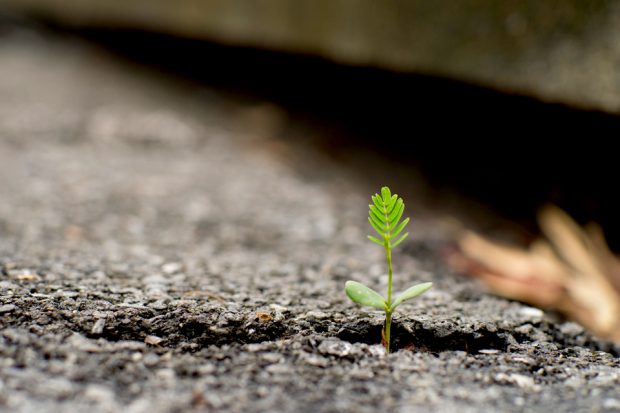 Tree shoot regrowing from dead ground.