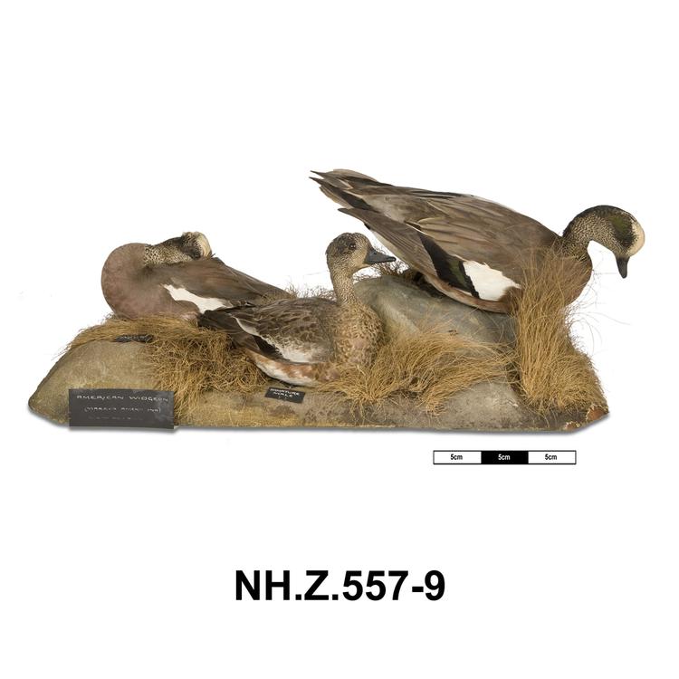 Image of American Wigeon