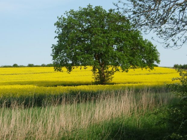 Tree in a yellow field