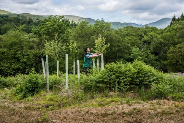 Trees in tree tubes being checked by a Woodland Officer