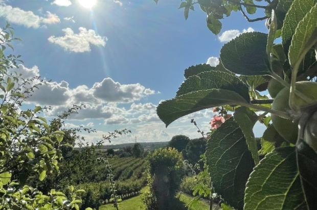 Orchard scene in Kent.
