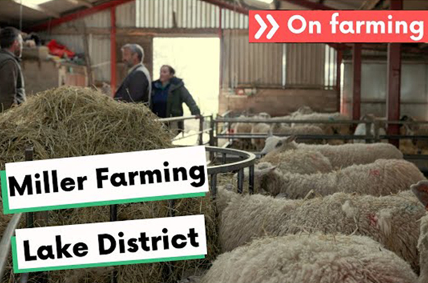 Sheep inside a building with people talking in the background