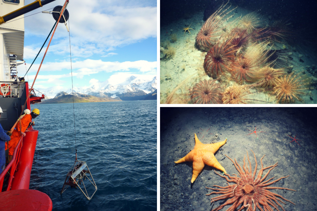 Left shows a photo of crew testing the deep-water camera system off Cumberland Bay, South Georgia during the last marine survey aboard the MV Pharos SG in April 2018. The camera is being lowered into the water. On the right are images of sea lilies and two different types of starfish taken around 260 m depth using the underwater camera system.