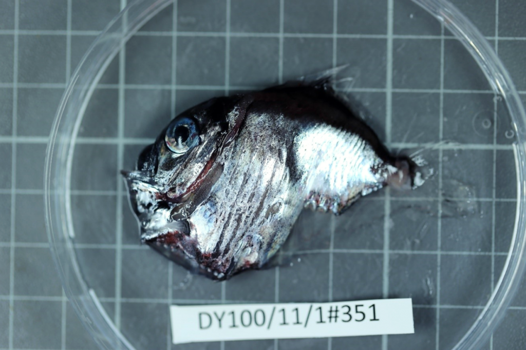A hatchet fish in a petri dish