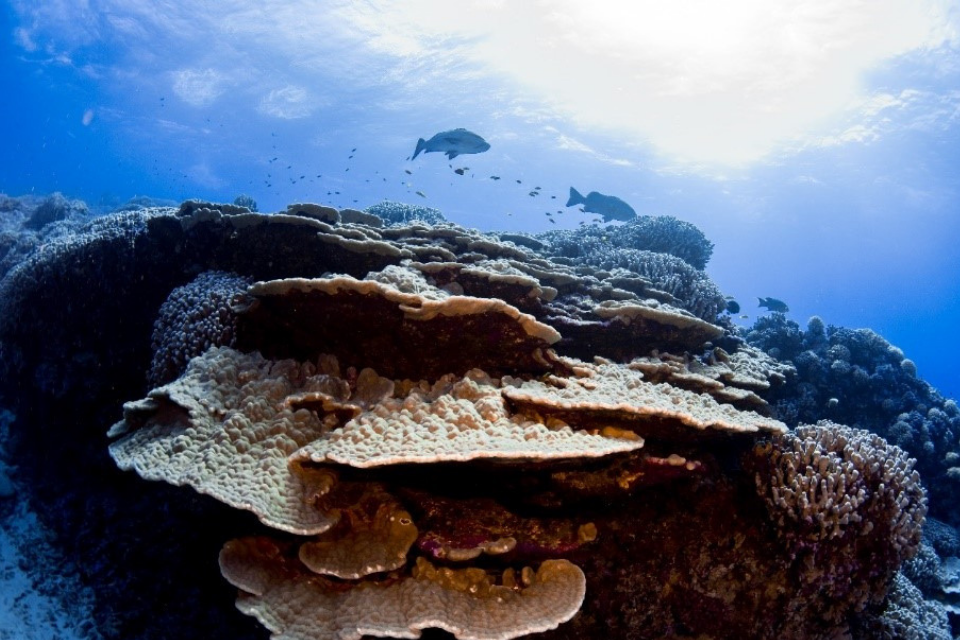 coral reefs