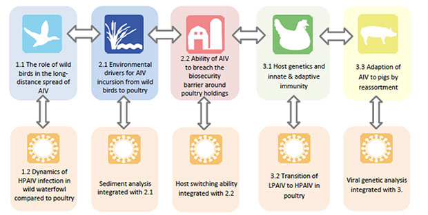 DELTA-FLU diagram