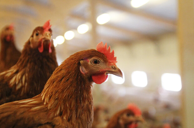 Chickens
