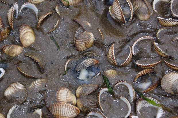 Dead cockles