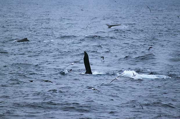 Humpback whales around Shag Rocks