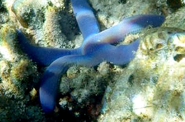 Star fish on coral