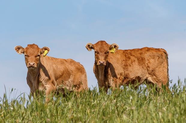 South Africa is a major producer of food stuffs with a lot to offer the right UK agriculture companies