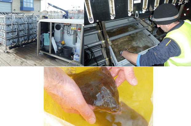 Aquaria equipment, Peter checking fish and a health fish