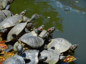 offshoring: taking the plunge