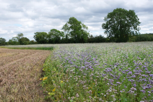 Image of field full of flowers