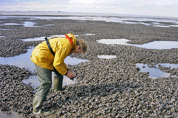 Fish Health Inspector checking shellfish stocks