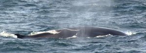 a whale in the sea