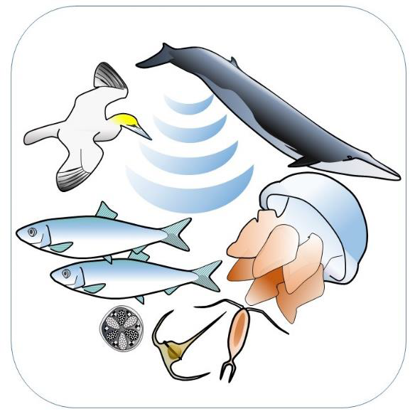 a graphic representation of underwater sea creatures
