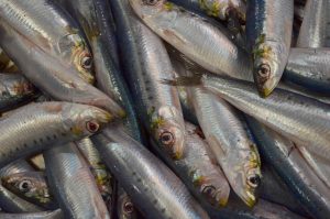 a pile of fish