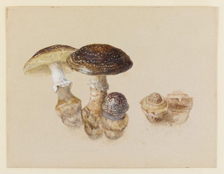 Study of mushrooms top image