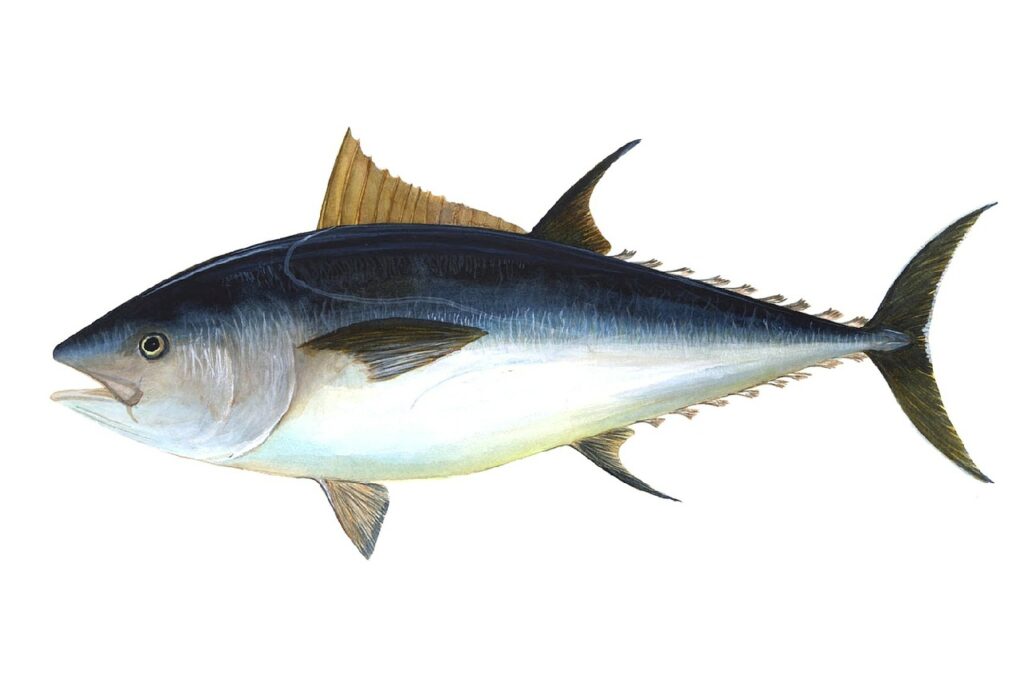 Big eye tuna