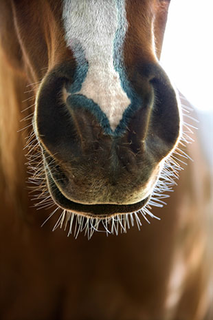 Image of a cow