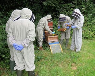 Witnessing the hive inspection procedure