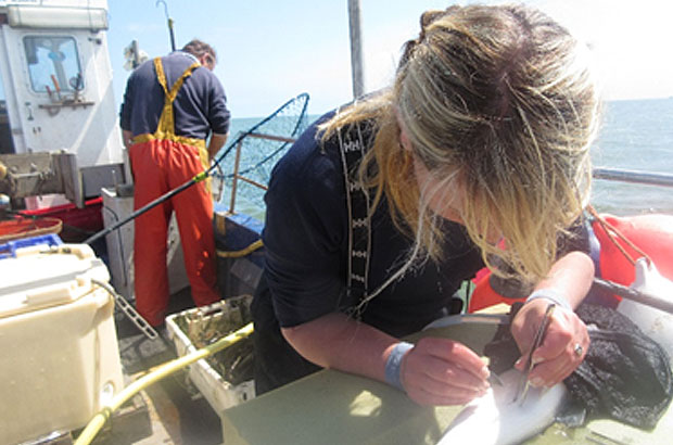 Scientist tagging seabass