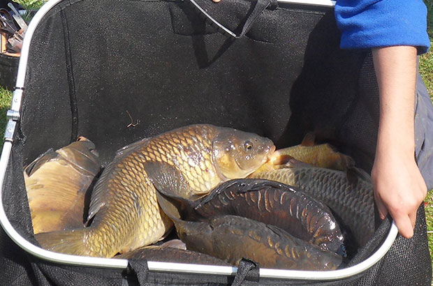 Carp in a net