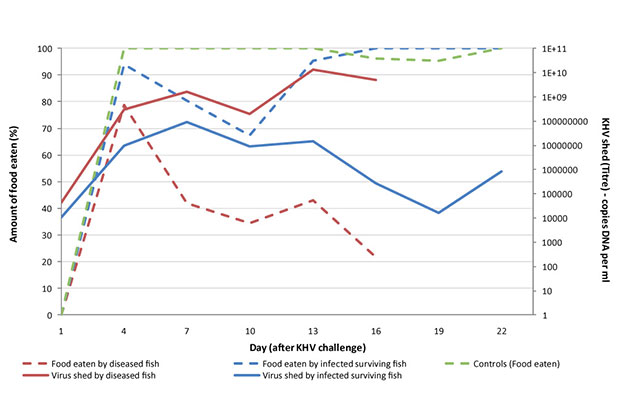Graph showing feeding rates of KHV affected fish