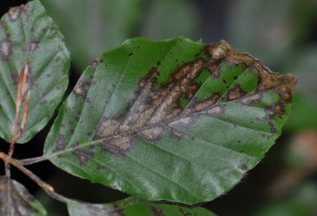 A leaf showing symptoms of Petrakia liobae