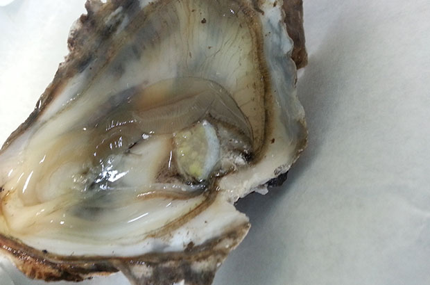 Green lesion in a Pacific oyster