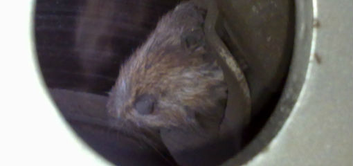 Mouse stuck in brake assembly