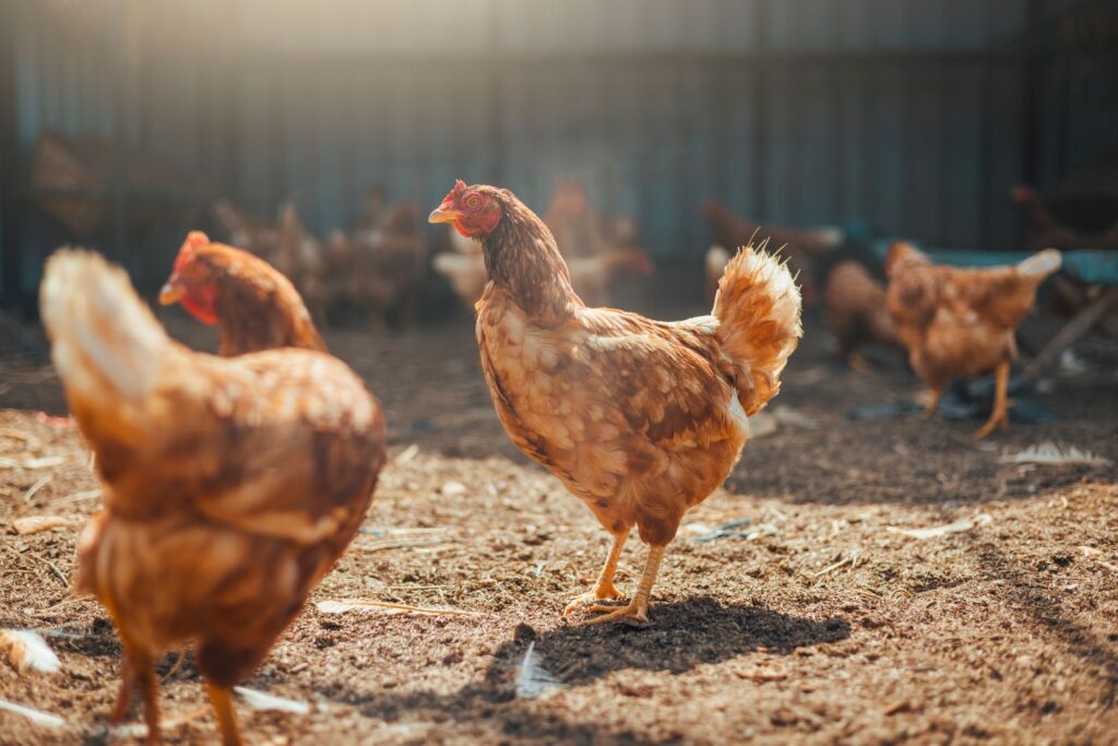 Chickens in an enclosure