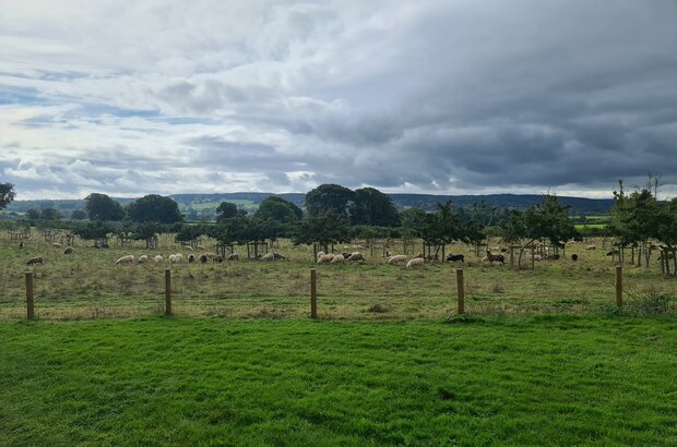 Sheep grazing among young trees