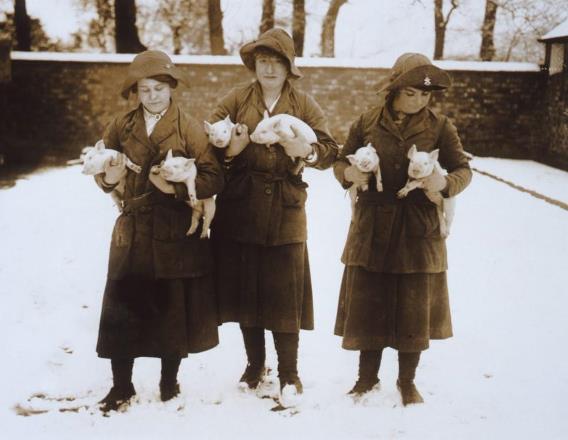 Three Woman's Land Army girls in uniform holding two piglets each, in a snow covered setting