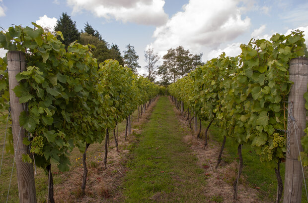 View through the alley of a Kentish vinyard