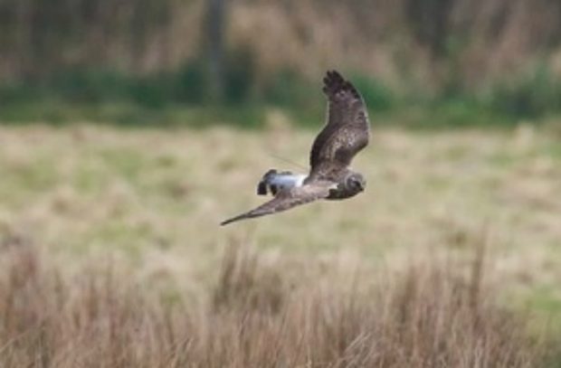 Hen harrier flying over landscape.