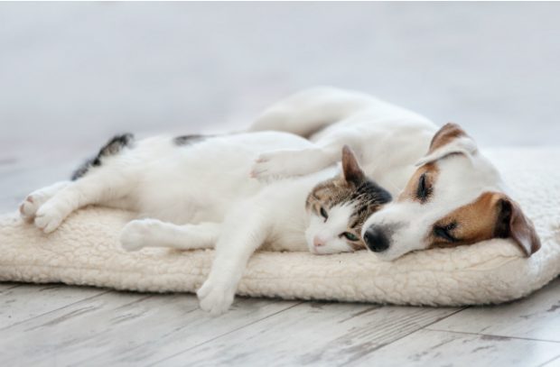 A Jack Russell dog lying on a pet bed with a cat leaning down against it.