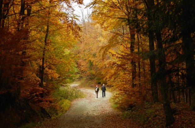 Two people walking down a path in the middle of a forest in autumn.